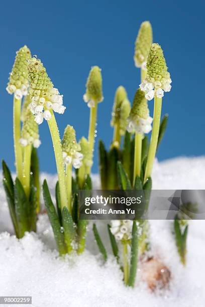 grape hyacinth (muscari botryoides) - muscari botryoides stock pictures, royalty-free photos & images