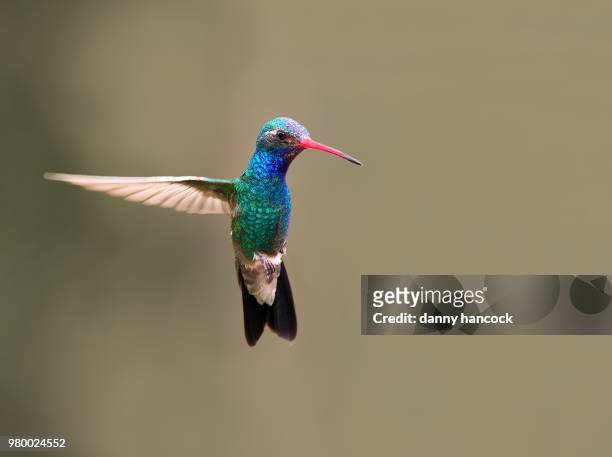 broad-billed hummingbird in flight - broad billed hummingbird stock pictures, royalty-free photos & images