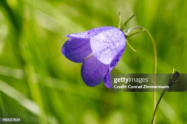 bell (campanula) - violetta bell foto e immagini stock