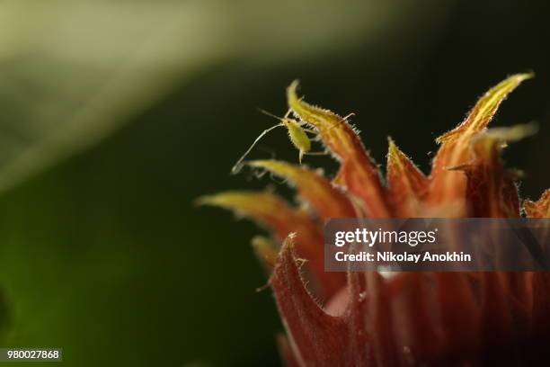 Brittle Insect Hazelnut Brittle Photos and Premium High Res Pictures - Getty Images