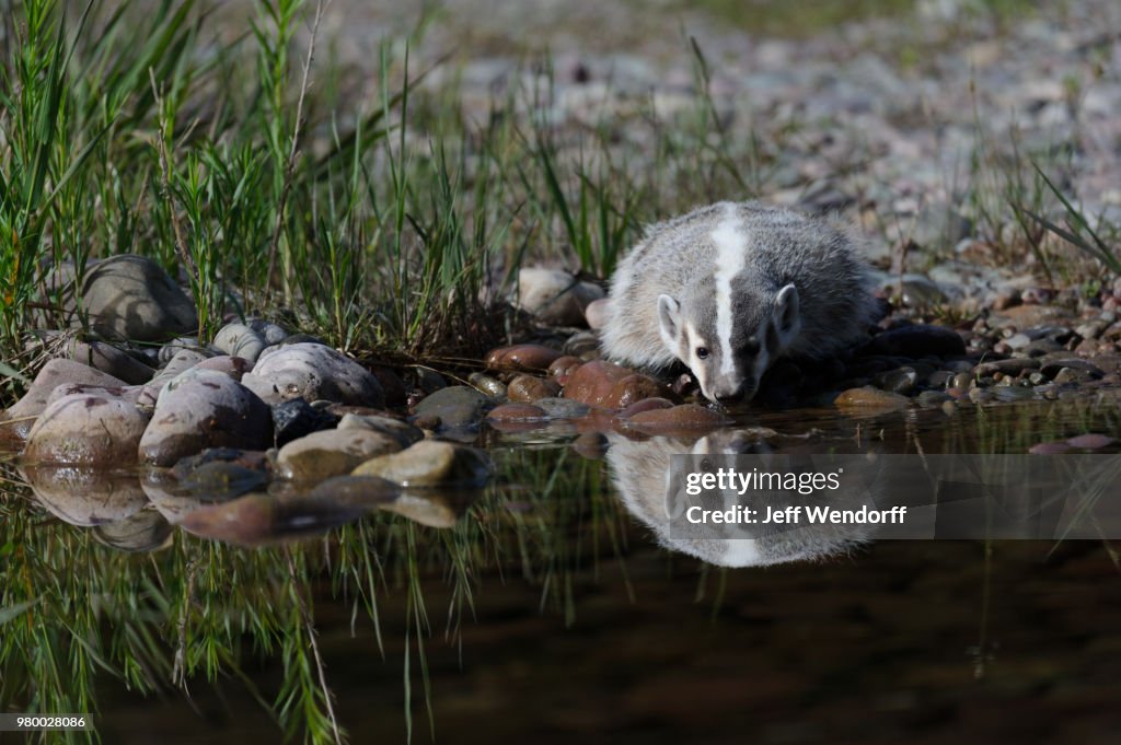 Young badger drinking water from waterhole, Montana, USA