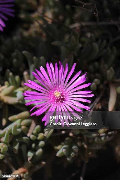 blumen im garten - blumen stock pictures, royalty-free photos & images