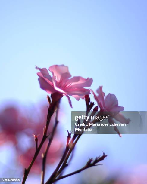 flowers - montaña stock pictures, royalty-free photos & images