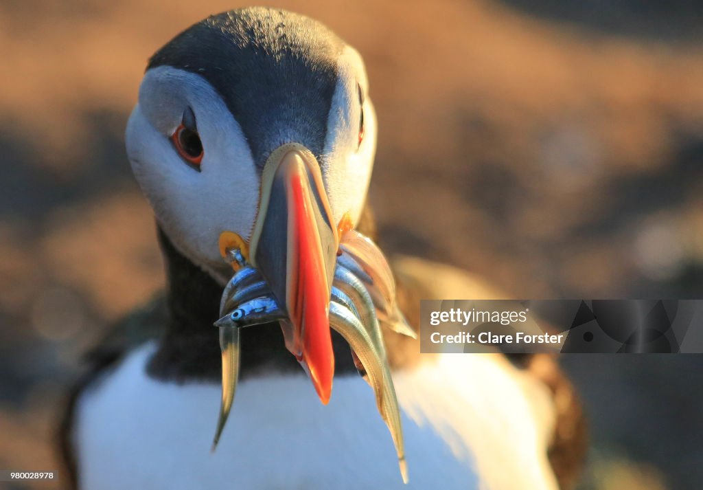 Atlantic puffin (Fratercula arctica) with sand eels in its beak, Skomer, Wales, UK