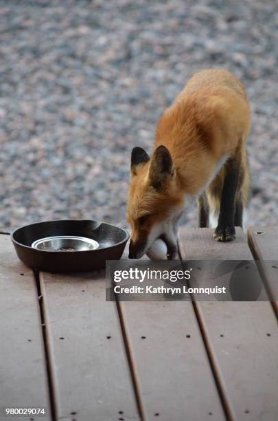 red fox (vulpes vulpes) carrying egg in mouth - im mund tragen stock-fotos und bilder
