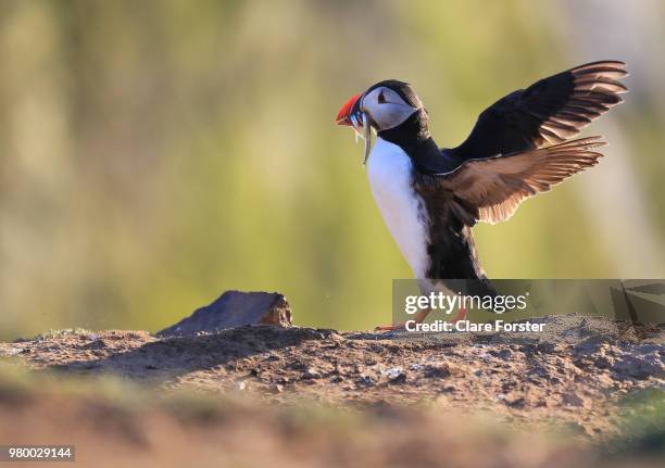 atlantic puffin (fratercula arctica) standing with spread wings and carrying sand eels in beak, skomer, wales, uk - im mund tragen stock-fotos und bilder