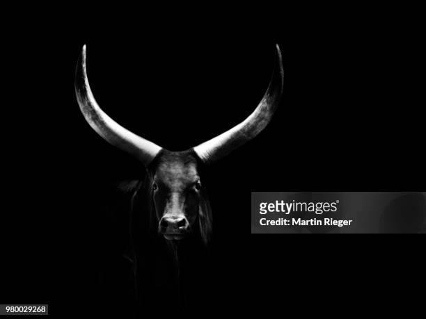 watussi - bull silhouette 個照片及圖片檔