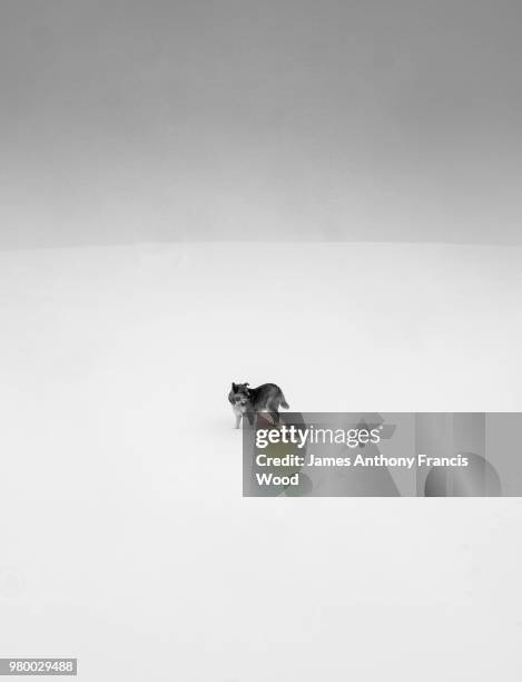 icelandic sheep dog standing in snow, akureyri, iceland - francis winter stock-fotos und bilder