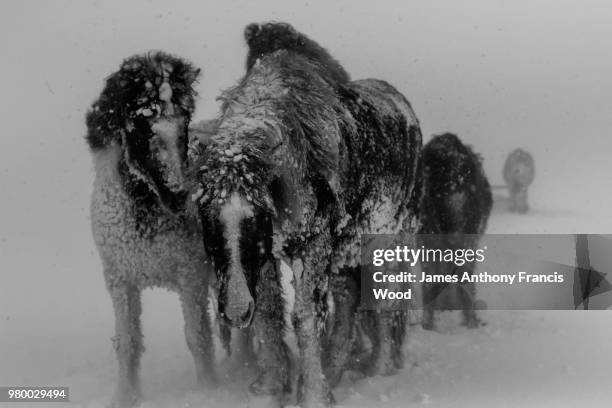 frozen horses - francis winter stock-fotos und bilder