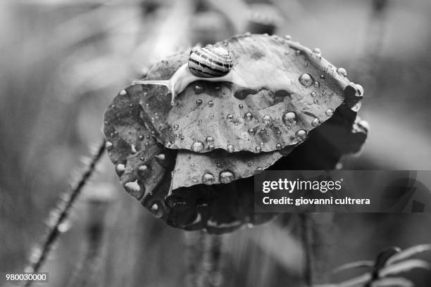 Drippy Turtle 110 Dripping Turtle Stock Photos, High-Res Pictures, and Images - Getty ...