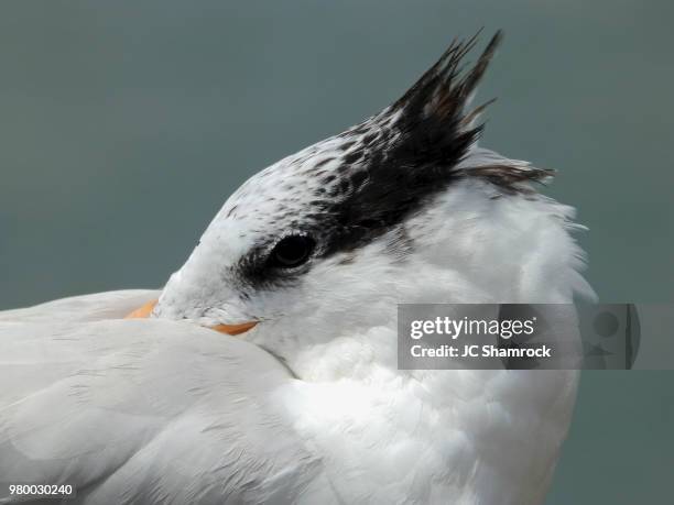 royal tern - royal tern fotografías e imágenes de stock