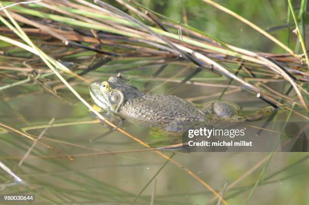 grenouille - grenouille stock pictures, royalty-free photos & images