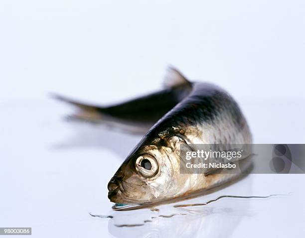 peces muertos - arenque fotografías e imágenes de stock