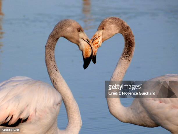 like a heart - flamingo heart fotografías e imágenes de stock