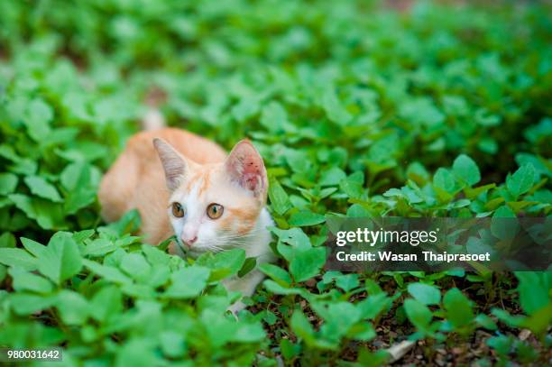 untitled - wasan stock pictures, royalty-free photos & images