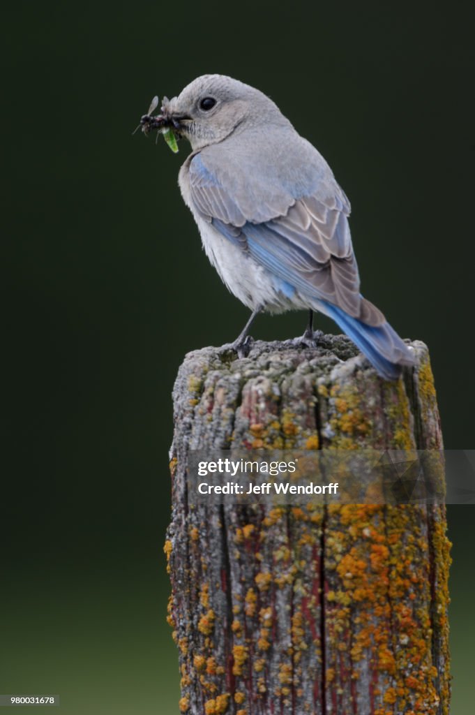 A Mouthful - Mountain Bluebird Female