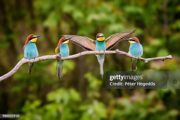 four european bee-eater (merops apiaster) birds perching on branch - perching stock-fotos und bilder