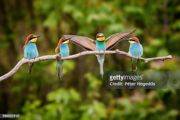 four european bee-eater (merops apiaster) birds perching on branch - animals in the wild foto e immagini stock