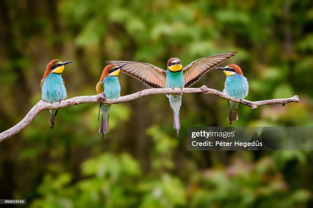 Four european bee-eater (Merops apiaster) birds perching on branch