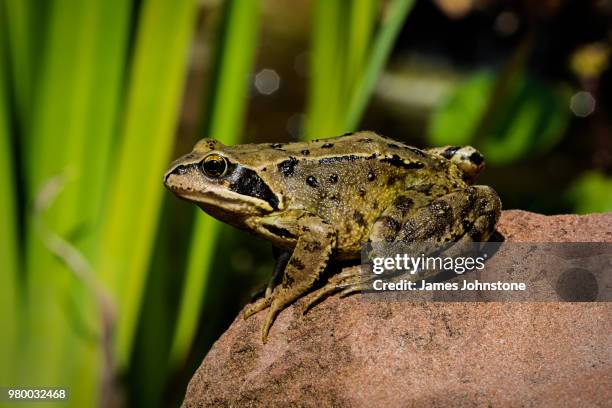 frog sitting on rock, scotland, uk - grenouille photos et images de collection