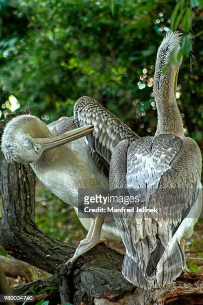 pelikan - pelikan stockfoto's en -beelden
