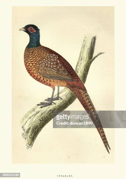 natural history, birds, common pheasant (phasianus colchicus) - pheasant bird stock illustrations
