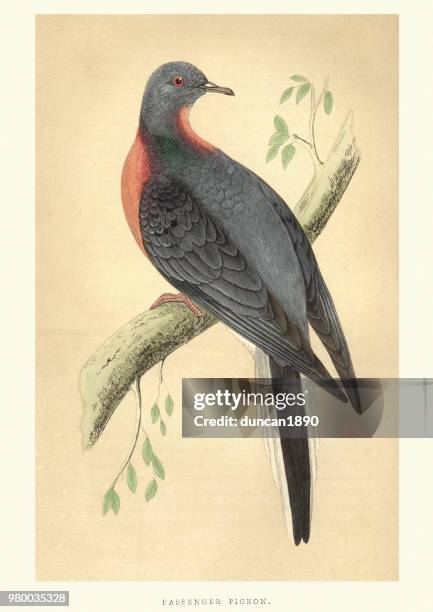 natural history, birds, passenger pigeon (ectopistes migratorius) - passenger pigeon stock illustrations