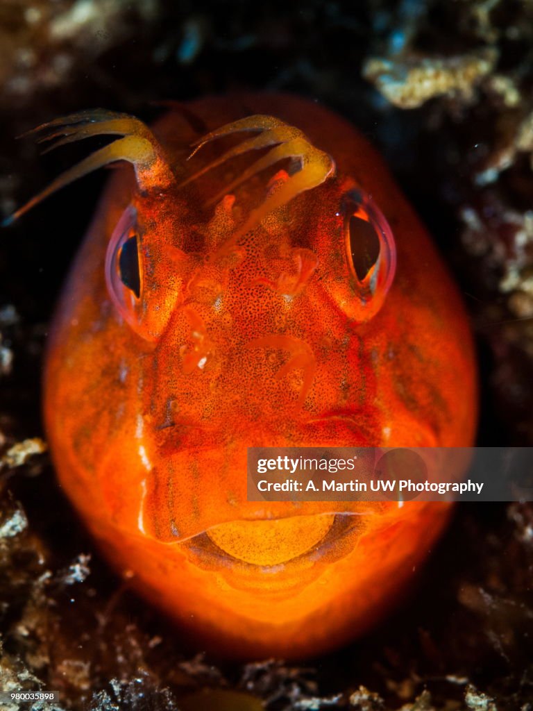 Red Blenny fish (Parablennius Zvonimiri)