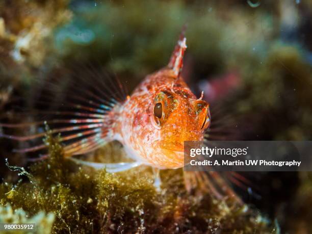 black-faced blenny fish - black blenny stock pictures, royalty-free photos & images