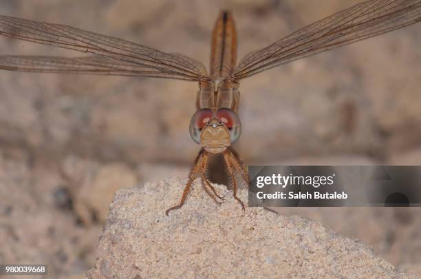 dragonfly - libellulidae stock pictures, royalty-free photos & images