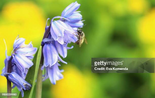 blue bell flowers and bee, vienna, austria - eva bee stock-fotos und bilder
