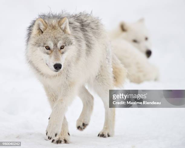 two arctic wolves in the snow. - arctic wolf 個照片及圖片檔