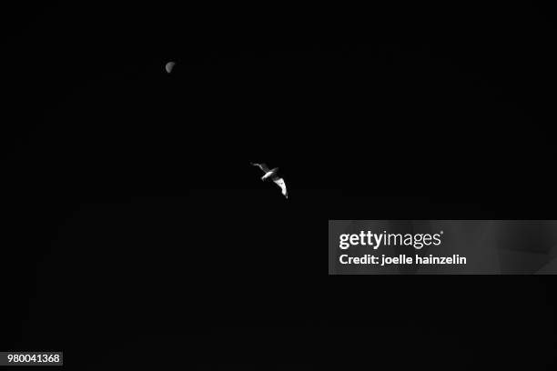 moon & bird - astronomy bird stock-fotos und bilder