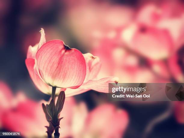 pink blossom of dogwood (cornus) tree, boston, massachusetts, usa - dogwood blossom stockfoto's en -beelden