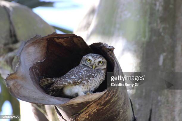 spotted owl (strix occidentalis) hiding in hollow tree trunk, bangalore, india - spotted owl stock pictures, royalty-free photos & images