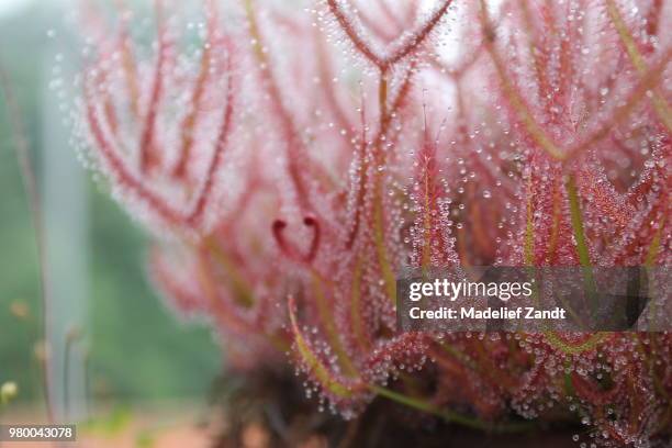 day out - sundew stock pictures, royalty-free photos & images