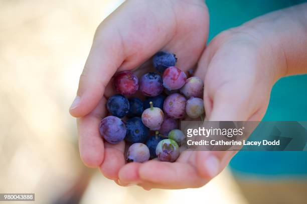 child holding bunch of blueberries, moorpark, california, usa - moorpark stock pictures, royalty-free photos & images