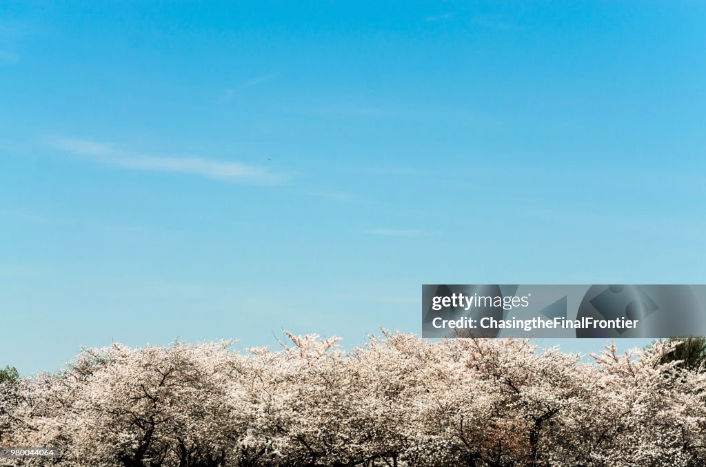 Field of Blossoms