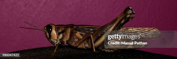 pencil studded legs - lubber grasshopper bildbanksfoton och bilder