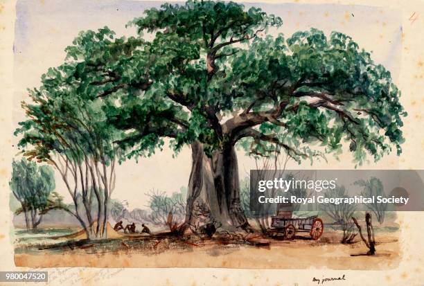 Modiwana Tree Baobab Tree Photos and Premium High Res Pictures - Getty Images