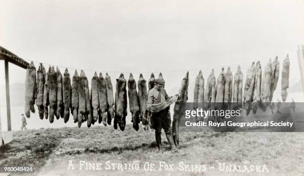Fine string of fox skins, Unalaska, There is no official date for this image, taken c. 1890, United States, 1890.