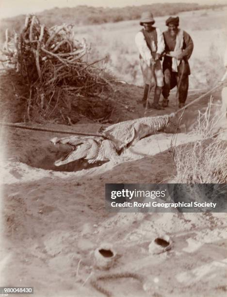 Crocodile dug out alive from its dry season burrow at Liari, Pakistan, 1911.