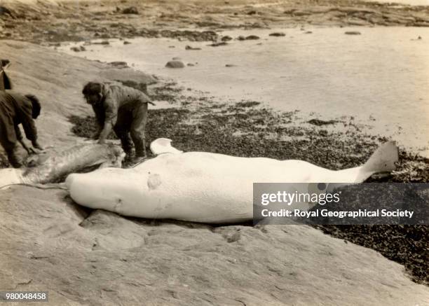 White Whale, Chesterfield, Northwest Territories, Canada, 1925.