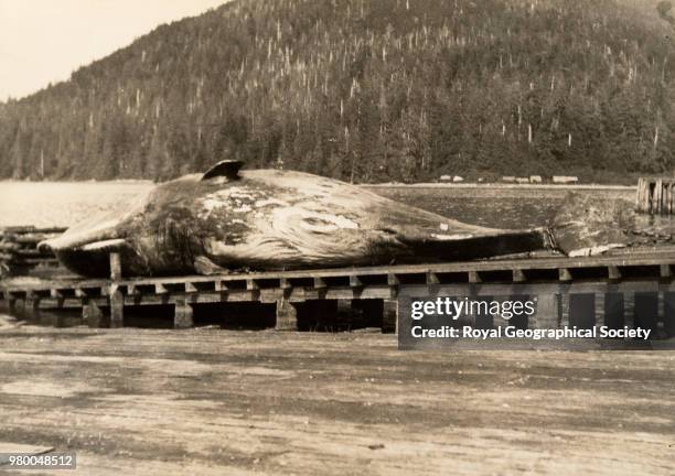 Flensing 45 Flensing Stock Photos, High-Res Pictures, and Images - Getty Images