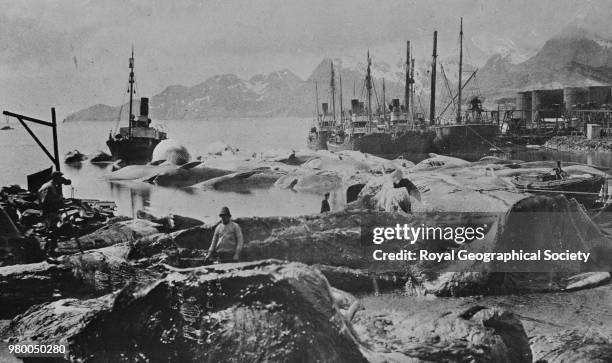 Flensing 45 Flensing Stock Photos, High-Res Pictures, and Images - Getty Images