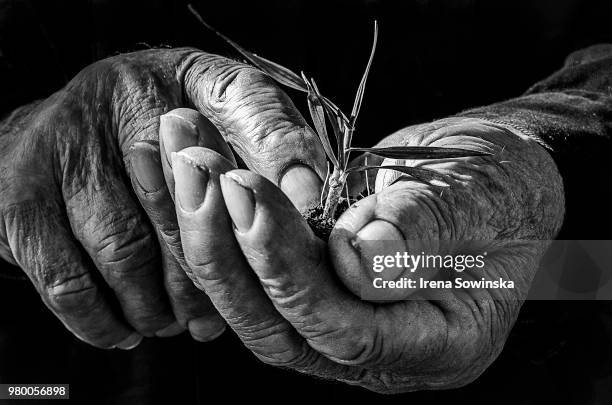 farmer's hands - black and white hands stock pictures, royalty-free photos & images