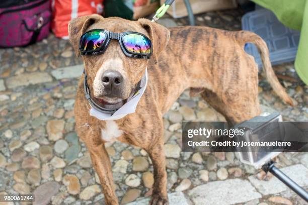 cool dog in sunglasses - josemanuelerre stock-fotos und bilder