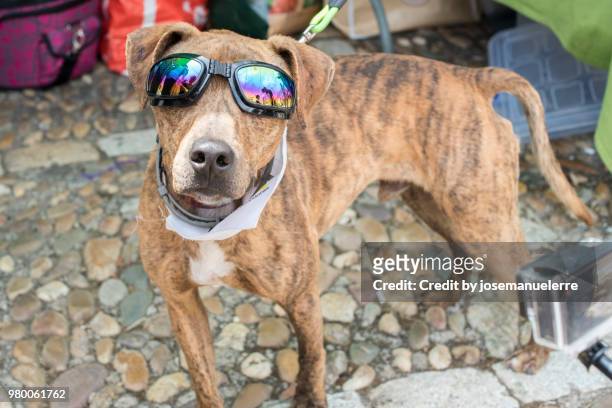 cool dog in sunglasses - josemanuelerre fotografías e imágenes de stock