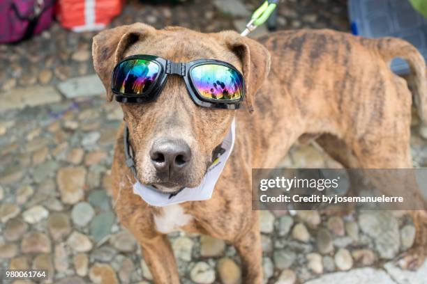 cool dog in sunglasses - josemanuelerre stock-fotos und bilder