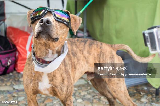 cool dog in sunglasses - josemanuelerre stock-fotos und bilder
